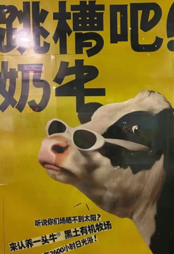 认养一头牛这波广告，你们觉得算玩梗还是有点过？-2.jpg